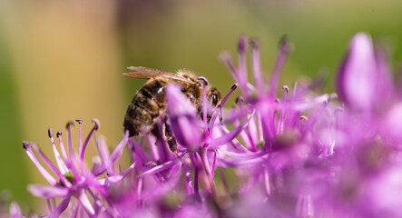 A detailed close up photograph of a bee resting on a purple flower