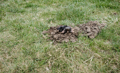 Mole crawling out of molehill above ground. Strong front paws used for digging runs underground. Mole trapping, pest control. Underground creatures damage lawn. Europaea talpa. High quality photo.