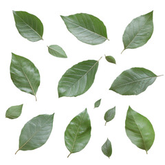 Fototapeta premium Variety of green leaves isolated on Transparent background showcasing natural patterns and textures in an artistic arrangement, Leavesisolated on PNG background