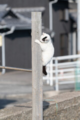 木に登って遊ぶ可愛い猫	