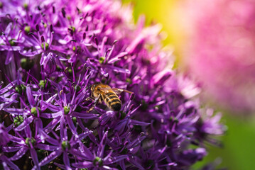 A bee is peacefully sitting on a beautiful purple flower right now