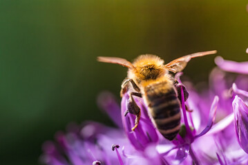 A closeup view of a bee perched on a vibrant purple flower