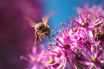 A bee, a pollinator, is gracefully flying over a vibrant purple flower © Przemyslaw Iciak