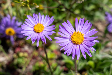 Fototapeta premium Close-up of alpine asters (Aster alpinus) with purple petals and yellow center, blooming in the High Tatras, Slovakia. Mountain wildflowers in spring light.