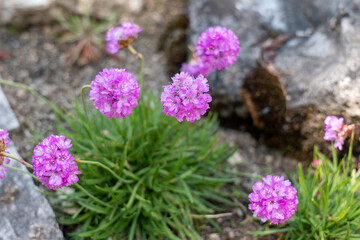 Alpine thrift (Armeria alpina) blooming in rocky soil of the High Tatras, Slovakia. A hardy mountain plant with pink-purple flower heads and narrow green leaves.
