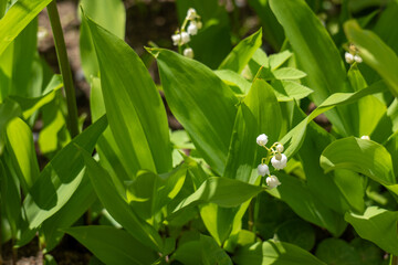 Lily of the valley (Convallaria majalis) blooming in shade with green leaves and white bell-shaped flowers, forest undergrowth.