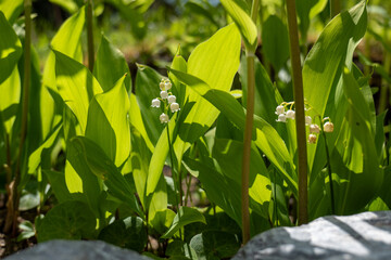 Lily of the valley (Convallaria majalis) blooming in shade with green leaves and white bell-shaped flowers, forest undergrowth.