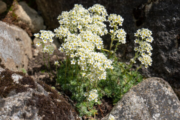 Saxifraga paniculata, a white alpine flower growing among rocks in the Tatra Mountains, Slovakia. Compact rosettes with star-shaped blossoms.
