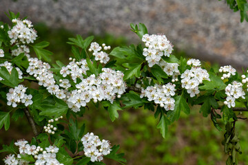 Branch of blooming common hawthorn (Crataegus monogyna) with clusters of white flowers and green leaves, captured in spring in a natural setting.