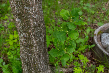 Young black alder (Alnus glutinosa) tree growing in a forest, showing fresh green leaves in spring in the Tatra Mountains.
