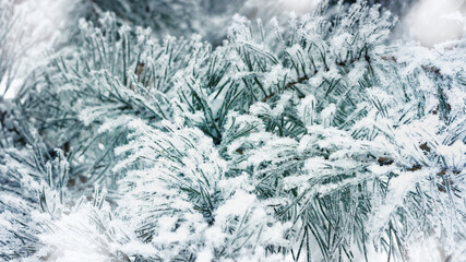 Pine tree branches with snow in winter, Snow-Covered Fir Branch Close-Up with snowflakes, blue green gradient colored nature banner, aesthetic wintry landscape, natural scene with soft, icy hues