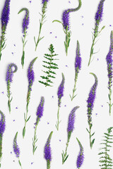 Natural blooming Purple flowers with green leaves as trend linear pattern on white background, minimal style aesthetic top view photo. Beautiful still life with wild field flower Veronica