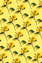 Floral still life with blossoming sunflowers on yellow background, Summer geometric non-seamless pattern of delicate blooms, sunlight shadow. Flowery botanical design, trend ornament vivid color