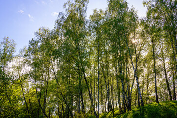 Sunlight filtering through the tall birch trees in a lush green forest, creating a serene and captivating natural landscape for nature enthusiasts.