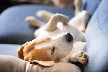 A Beagle dog is laying on a cozy blue couch nearby comfortably laying on its back on a couch