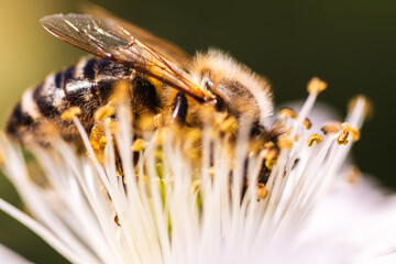 A detailed closeup view showing a bee resting on a white flower
