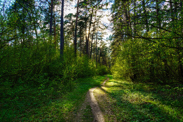 Obraz premium Forest path winding through green trees. Sunlit park landscape. Outdoor escape and natural scenery for relaxation.