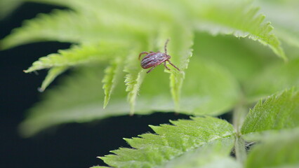 A Detailed CloseUp of a Tick Crawling on Green Fern Leaves in the Beauty of Nature