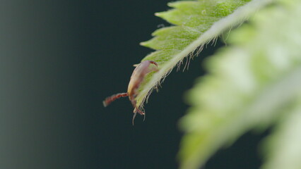 Macro Shot of a Tick Found on a Fern Leaf in its Natural Environment and Habitat