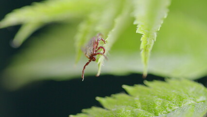Detailed CloseUp of a Tick Positioned on a Lush Green Leaf in Its Natural Habitat