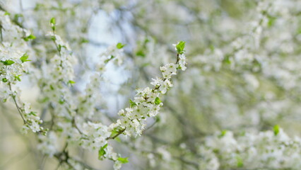 Fototapeta premium The Beautiful Blossom Branches in Springtime Captivatingly Showcase Natures Splendor
