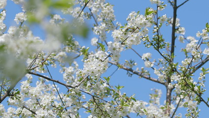 The Beautiful Blooming Cherry Blossom Branches Stand Out Vividly Against a Clear Blue Sky