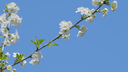 Delicate White Blossoms Stand Out Beautifully Against a Clear Blue Sky Thats Above Us
