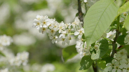 Delicate White Blooming Flowers on Branches Create a Beautiful Scene in Natures Embrace