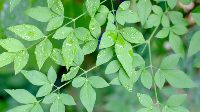ナンテンの葉と雨粒のアップ