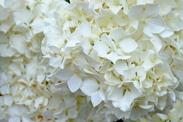 全面白いアジサイの花房クローズアップ