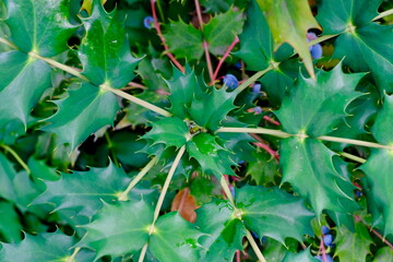 放射線状に開く初夏のヒイラギナンテンの葉（クローズアップ）