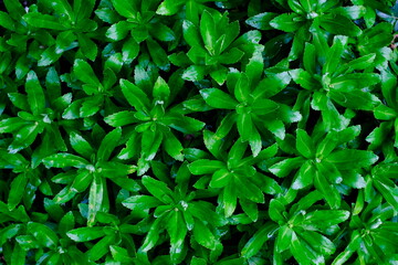 グランドカバープランツの若葉と緑のグラデーション（クローズアップ）