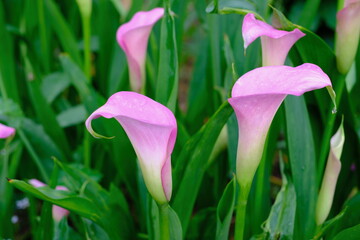 雨に濡れるピンク色のカラーの花