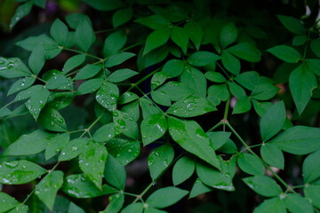 ナンテンの葉と雨粒のアップ