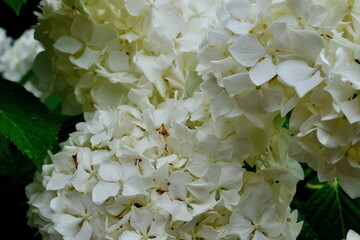 全面白いアジサイの花房クローズアップ