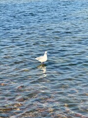 Seagull on the shore of the Baltic Sea