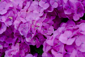 全面紫色のアジサイの花房（クローズアップ）