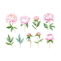 Fototapeta premium A beautiful pink tulip blossom, a true sign of nature's beauty in spring