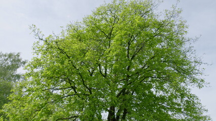 A Beautiful and Lush Green Tree Flourishing in the Aesthetic Springtime Environment