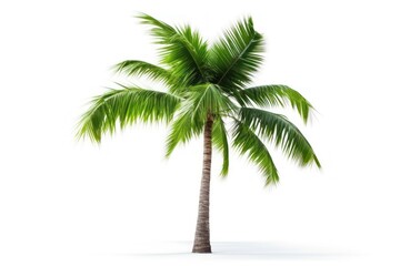 Obraz premium Tropical tree tropics coconut.