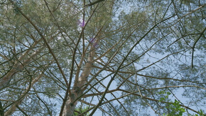 Serene and Beautiful Tree Canopy Surrounded by a Clear Blue Sky above in the Outdoors