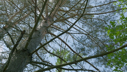 The Majestic Tree Canopy Viewed from Below Against a Beautiful and Clear Blue Sky
