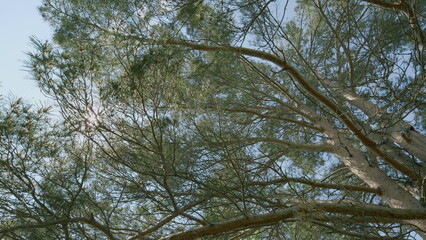 Sunlight beautifully filtering through the lush green tree canopy creates a stunning scene
