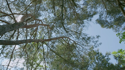 The Beautiful Sunlight Filtering Through the Lush Tree Canopy Creates a Peaceful Atmosphere