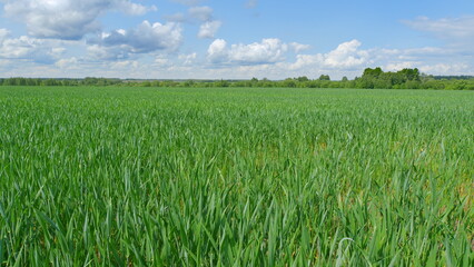 Vibrant, Lush Green Onion Field Under a Beautiful, Clear Blue Sky with Gentle Clouds Above