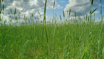 A Vibrant and Lush Green Field Beneath a Beautiful Scenic Sky Filled with Clouds