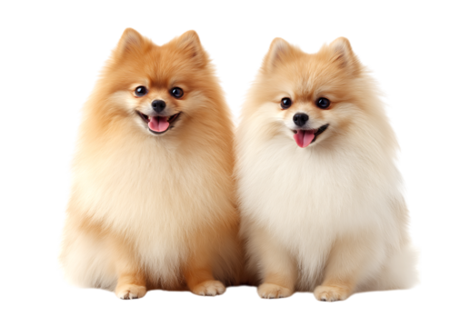 Cute Pomeranian dogs sitting side by side with their tongues out isolated on a transparent background