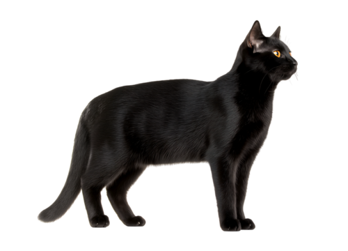 Black cat full-body standing pose isolated on a transparent background