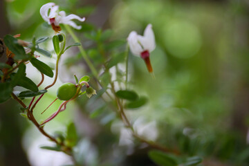 close up of cranberry blooming in a forest