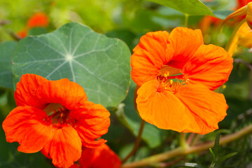 close up botanical background of blooming nasturtium 